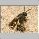 Cerceris rybyensis - Knotenwespe 39a mit Lasioglossum - Furchenbiene - Sandgrube OS-Wallenhorst.jpg